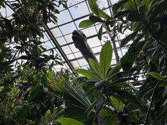-呀路古热带植物园