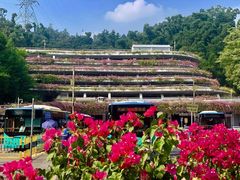 -深圳仙湖植物园