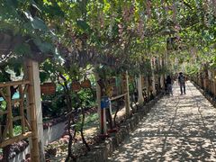-呀路古热带植物园