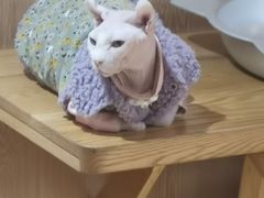 -MOCHA明星猫咖(田子坊店)