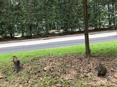 -武吉知马自然保护区