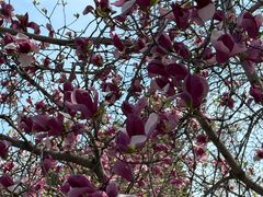 -泰山风景名胜区-普照寺