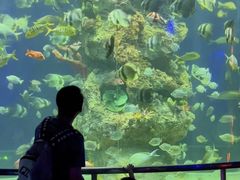 -芜湖新华联大白鲸海洋公园