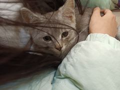 -楼上猫咖(罗湖店)