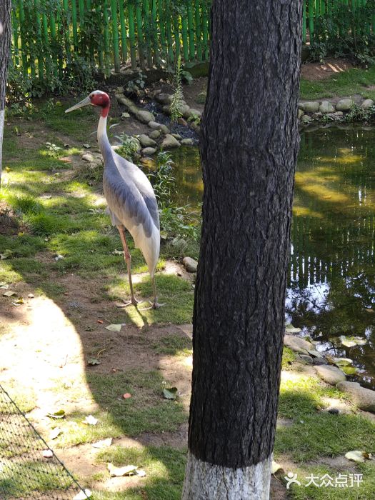 西霞口神雕山野生动物世界图片