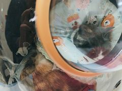 -全心全意连锁动物医院·微创中心·内科急重症·心脏专科(丰管路店)