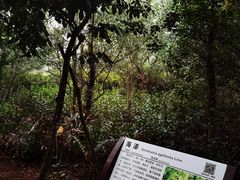 -大亚湾红树林城市湿地公园