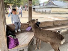 -奈良公园