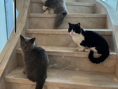 -Catmate·猫肥家润(金润铂宫店)