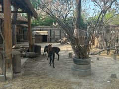 -北京动物园-畅观楼