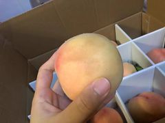 -老袁家蜜桃农场·阳山水蜜桃