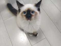 -喵的天空名猫咖啡馆·撸猫·猫舍·用品