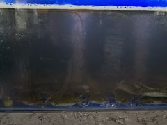 -一号码头蒸汽海鲜自助