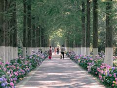 -合肥滨湖国家森林公园