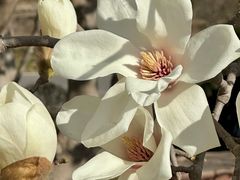 -石家庄市植物园