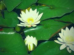 -中关村生命科学园