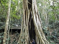 -中国科学院西双版纳热带植物园