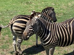 -威勒比开放式动物园