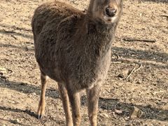 -秦皇岛野生动物园