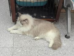 -四月宠物医院·猫专科·心脏专科·内科(转塘店)