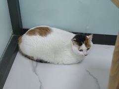 -嘉馨宠物医院·CT影像转诊·心脏科·犬猫全科诊疗中心(下沙大学城院区)