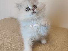 -喵zoo家庭繁育猫舍(尖东智能花园店)
