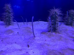 -芜湖新华联大白鲸海洋公园