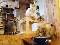 -猫色咖啡·猫咖