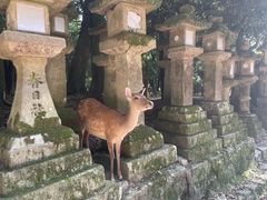-奈良公园