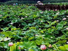 -荷塘月色湿地公园·向阳花洲