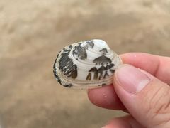 -东戴河风景区-止锚湾