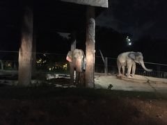 -清迈夜间动物园