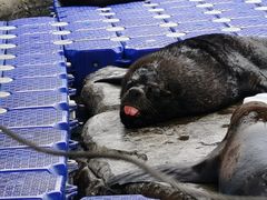 -海合安成都极地海洋公园