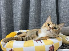 -美联众合动物医院(·中兽医·疑难杂症·严家桥分院)