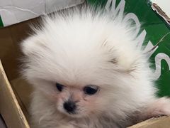 -瑞鹏宠物医院·超声·骨科·奇麟分院(蜀都万达店)