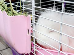 -派联宠物医院·24h·CT·异宠