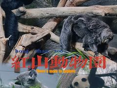 -红山森林动物园