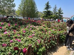 -羊亭河湿地公园