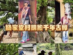 -杨家堂村