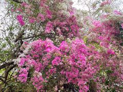 -深圳国际园林花卉博览园