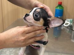 -米苏动物医院·犬猫专科·骨科外科内窥镜