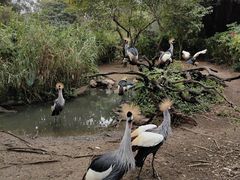 -广州长隆飞鸟乐园