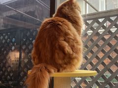 -MOCHA明星猫咖(田子坊店)
