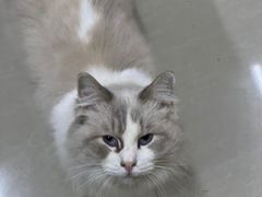 -猫咪咖啡店(新城大街店)