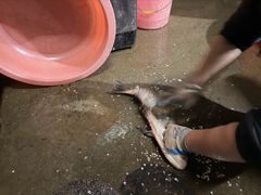 -柘林湖生态鱼馆