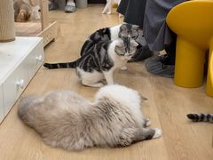 -有喵·猫咖·狗咖·30几只猫10只小狗(岗厦店)