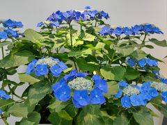 -上海滨江森林公园