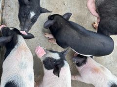 -合肥滨湖国家森林公园