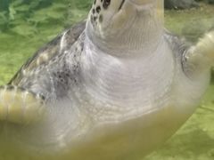 -江和美海洋公园