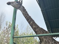 -秦皇岛野生动物园